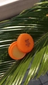 Воск для рук I ENVY YOU MACARON "Апельсин", 12 г EY/YAp