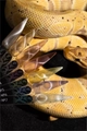 Гель-лак Monami Snake Eye №1, 8 г MN_Snake_Eye _1