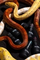 Гель-лак Monami Snake Eye №1, 8 г MN_Snake_Eye _1