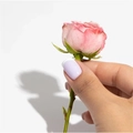 Гель-лак Monami French Collection 12, 12 мл mi/fc12