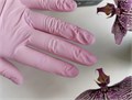 Перчатки Benovy нитриловые, цвет розовый, размер S, 100 шт./уп. SFE6PK3882 - фото 541615
